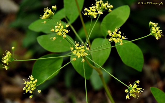 {Taenidia integerrima}